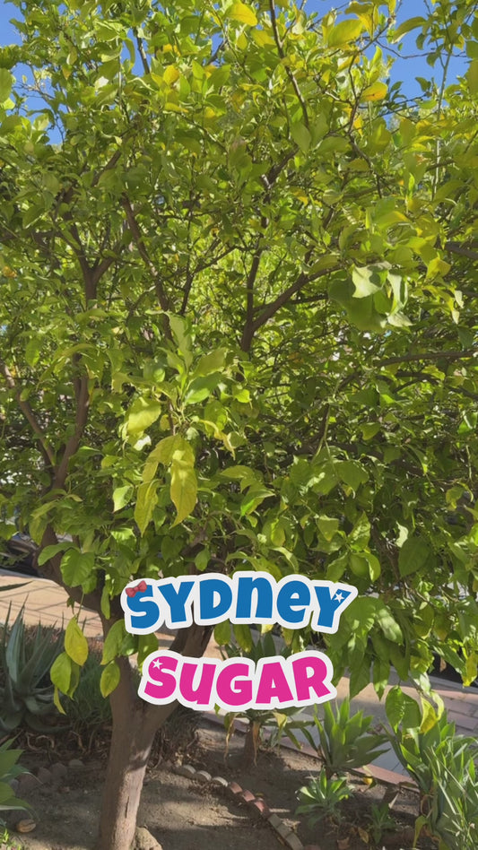 Sydney Sugar | Under Construction